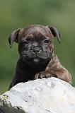 STAFFIE 098